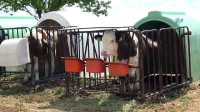 hayvancilik -  Aksaray'da hayvan üreticilerine yüzde 30 gebe düve desteklemesi  Videosu