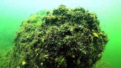 biyoloji - Bafa Gölü'nün su altı zenginliği kayda alındı - AYDIN  Videosu