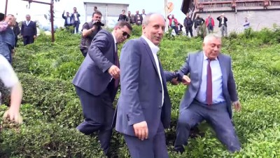 cay bahcesi - CHP'nin Cumhurbaşkanı adayı İnce çay topladı - RİZE  Videosu