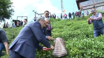 cay bahcesi -  Cumhurbaşkanı adayı Muharrem İnce çay topladı  Videosu