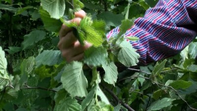 hastalik -  Fındıkta düşük rekolte beklentisi  Videosu