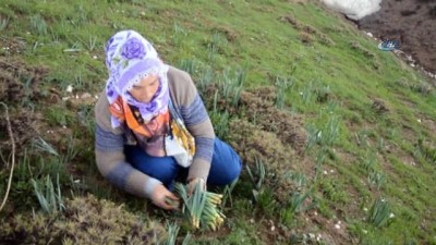 sifali bitki -  Gulik otu toplamak için İstanbul’dan Muş’a geldi  Videosu