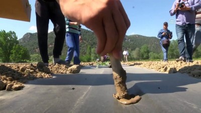 kooperatif - 'Marmara'nın karpuzcusu'nda dikim imeceyle yapılıyor - BİLECİK  Videosu