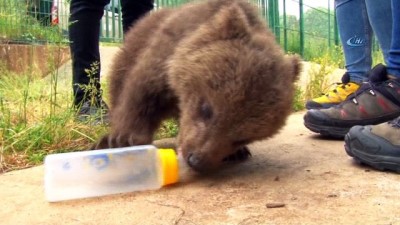 isaf -  3 yavru ayıya mikro cip takıldı  Videosu
