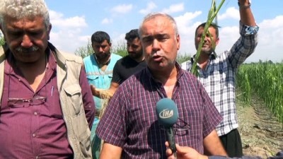 dogal afet -  Dolu yağışı çiftçileri vurdu  Videosu