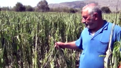 pazar gunu - Adana'da dolu ekili alanlara zarar verdi  Videosu