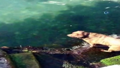 vapur iskelesi -  Sıcaktan bunalan köpek kendini denize attı  Videosu