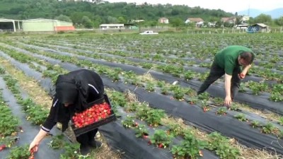 gurbetci -  Bu bahçenin mahsulünü müşteriler topluyor Videosu