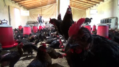 tavuk ciftligi - Terörden kaçtığı köyüne dönerek tavuk çiftliği kurdu - MUŞ  Videosu