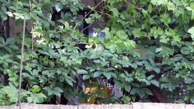 yasli kadin -  Yaşlı kadın evinde boğazı kesilerek öldürüldü Videosu