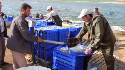 su urunleri -  Gümüş balığı, Türkiye’de rağbet görmüyor, Avrupa’da yok satıyor  Videosu
