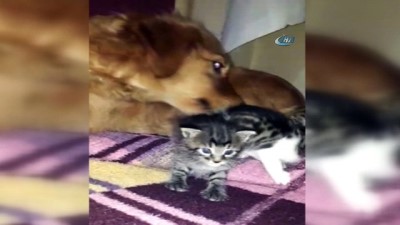 yavru kedi -  Poşetle çöpe atılan 3 kedi yavrusuna bir köpek annelik yapıyor  Videosu