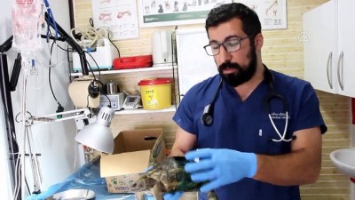 Yaralı halde bulunan kaplumbağa tedavi edildi - SAMSUN 
