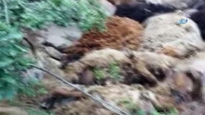 yardim kampanyasi -  49 koyun birbirini ezerek telef oldu  Videosu