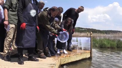 dogal yasam alani - Abant Gölü'ne 100 bin Abant alası bırakıldı - BOLU  Videosu