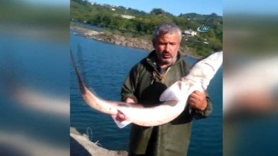 kopek baligi -  İstavrit için çıktıkları balık avında köpek balığı yakaladılar  Videosu