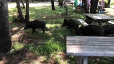 yaban domuzlari -  Kuşadası'nda domuzlar sahile indi Videosu