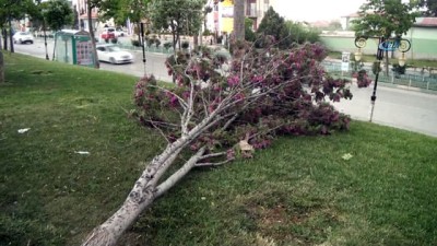  Şiddetli fırtınanın hakim olduğu Kütahya'da ağaç rüzgarda böyle devrildi