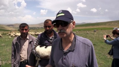 dogurganlik - Bafra koyunları yetiştiricileri sevindirdi - NİĞDE Videosu