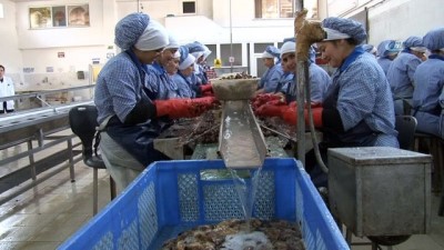  Zonguldak'tan Avrupa'ya yılda bin 200 ton salyangoz ihraç ediyorlar 