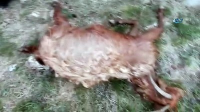yildirim dusmesi -  Yıldırım düştü 29 küçükbaş hayvan telef oldu  Videosu