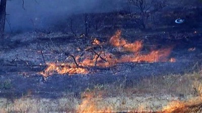 aniz yangini -  Denizli'de anız yangını ormana sıçradı... Ekiplerin müdahalesi sürüyor Videosu