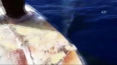 balina -  Fethiye'deki Balina'nın ardından Bodrum'da da köpek balığı görüntülendi  Videosu