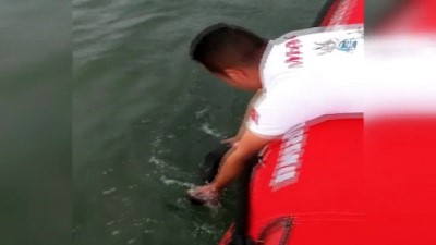 kurtarma operasyonu -  Yavru yunus balığını kurtarma operasyonu kamerada  Videosu