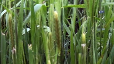 koordinat -  10 bin yılık Siyez buğdayı baş vermeye başladı  Videosu