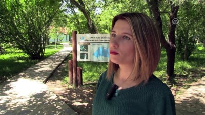 sayilar - 'Tepeli pelikan'lara yapay platformlu kuluçka desteği - BURSA  Videosu