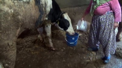 hanli -  Çenesiz dana görenleri şaşırtıyor  Videosu