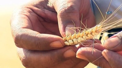 gubre -  Hasadı başlayan buğday, çiftçiyi mutlu etmedi  Videosu