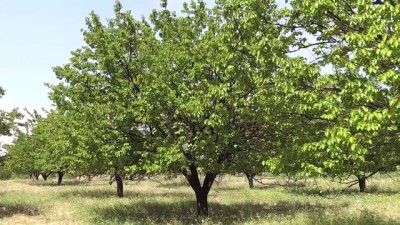 hastalik - Kayısıyı doludan sonra çil hastalığı da vurdu - MALATYA  Videosu