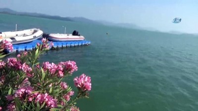 korfez -  Nadir ayaklı göllerden olan Köyceğiz Gölü havaların ısınmasıyla turkuaz rengine dönüştü  Videosu