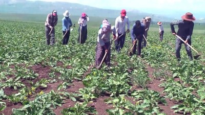 tarim iscisi - Mevsimlik işçilerin zorlu ramazan mesaisi - MUŞ  Videosu
