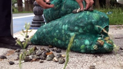 zabita -  Kaçak midye avcılarına baskın Videosu