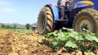 bakanlik - Kestane kabağı üretimine baraj dopingi - BİLECİK  Videosu