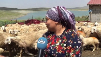 universite mezunu -  Üniversite mezunu kadın koyun çiftliği kurdu  Videosu