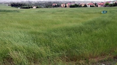  Buğday başaklarının rüzgarla dansı 