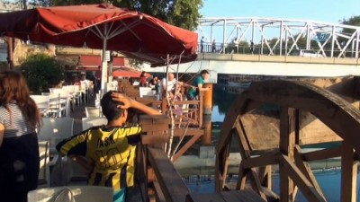  Akdeniz Foku Manavgat Irmağında