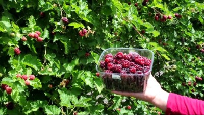 market - Osmaniye'de erkenci böğürtlen hasadı başladı  Videosu