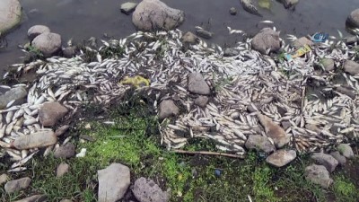 baraj goleti -  Yüzlerce balık kıyıya vurdu  Videosu