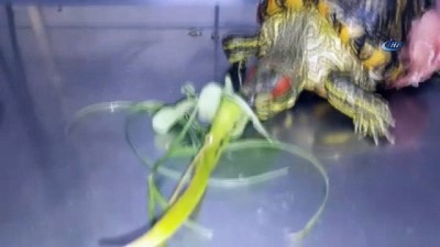 sag ve sol -  4. kattan düşen kaplumbağa tedavi edildi  Videosu