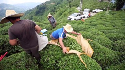 cay bahcesi - Çay üreticisinin yüzü fiyat artışıyla güldü - RİZE  Videosu