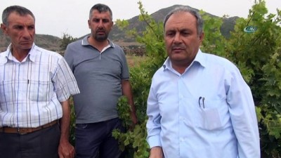 uzum bagi -  Gaziantep'te de üzüm bağları yok oluyor  Videosu
