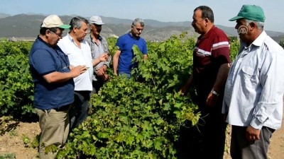 sili - Gaziantep'te üzüm bağlarında mildiyö hastalığı Videosu