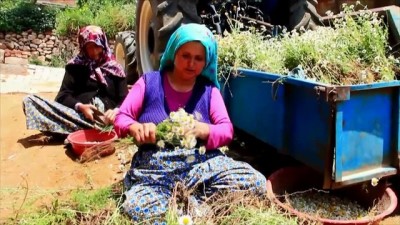 Papatya geçim kaynakları oldu - MANİSA 