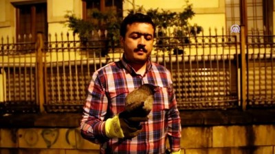 Yaralı karga koruma altına alındı - KASTAMONU 