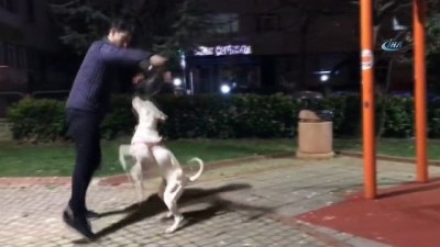 inter -  Aşil'i bulan 2 bin lira alacak  Videosu