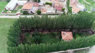  Evi çevreleyen ağaçlar kale surları gibi 